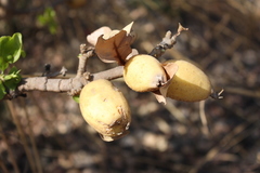 Gardenia erubescens