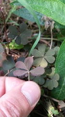 Oxalis corniculata