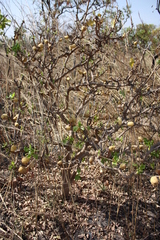 Gardenia erubescens