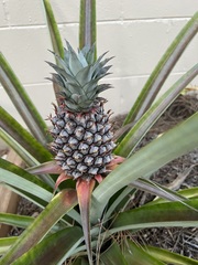 Ananas comosus