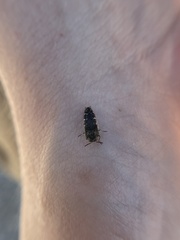 Acmaeodera ornatoides