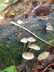 Filoboletus
