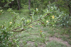 Gardenia erubescens