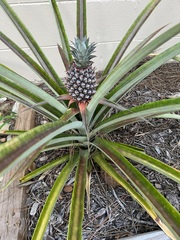 Ananas comosus