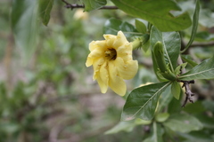 Gardenia erubescens