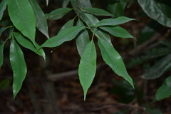 Quercus myrsinifolia