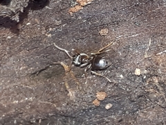 Lasius americanus