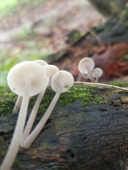 Filoboletus