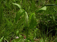 Arisaema stewardsonii