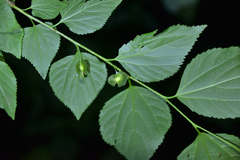 Pteroceltis tatarinowii