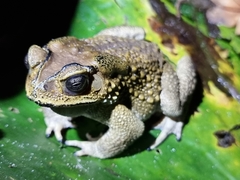 Duttaphrynus melanostictus