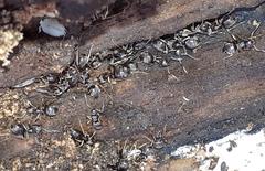 Lasius americanus