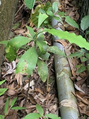 Machilus japonica