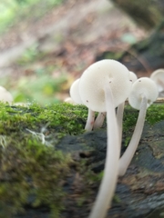 Filoboletus