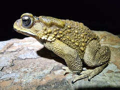 Duttaphrynus melanostictus
