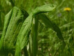 Arisaema stewardsonii