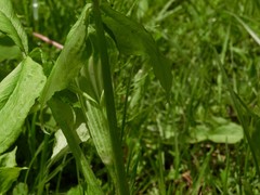 Arisaema stewardsonii