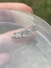 Psinidia fenestralis