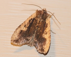 Lithophane hemina