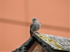 Phoenicurus ochruros