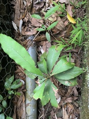 Machilus japonica