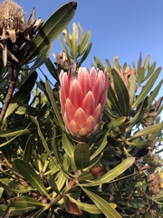 Protea compacta × susannae