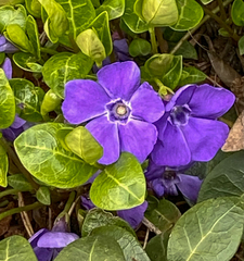 Vinca