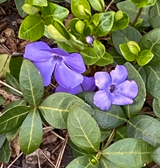 Vinca
