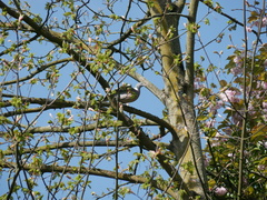 Columba palumbus