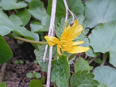Ficaria verna