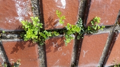 Asplenium ruta-muraria