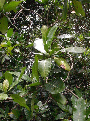 Gardenia imperialis