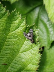 Platystoma seminationis