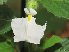 Pombalia calceolaria