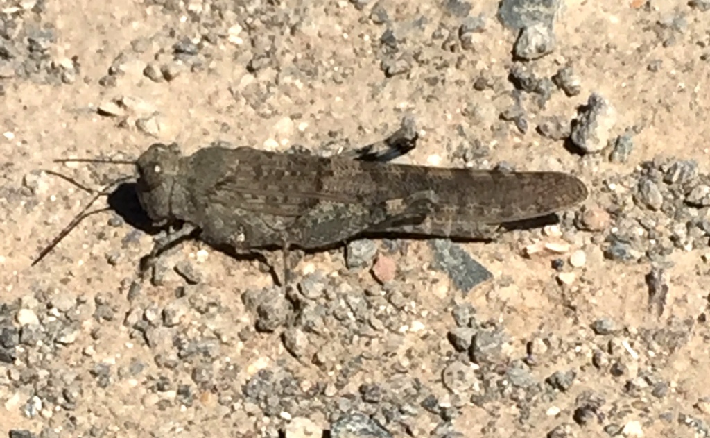 Sphingonotus guanchus