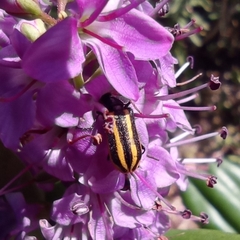 Astylus vittaticollis