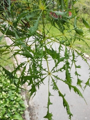 Aesculus hippocastanum