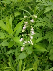 Penstemon digitalis