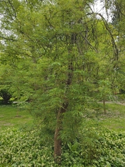 Aesculus hippocastanum