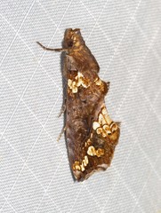 Plusiodonta arctipennis