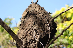 Crematogaster castanea