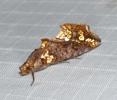 Plusiodonta arctipennis