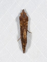 Plusiodonta arctipennis