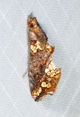 Plusiodonta arctipennis