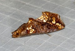 Plusiodonta arctipennis