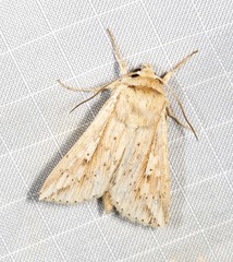 Mythimna decisissima