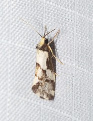 Philenora chionastis