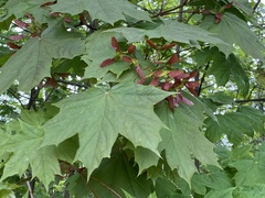 Acer platanoides