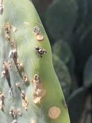 Habronattus hirsutus