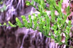 Genista germanica